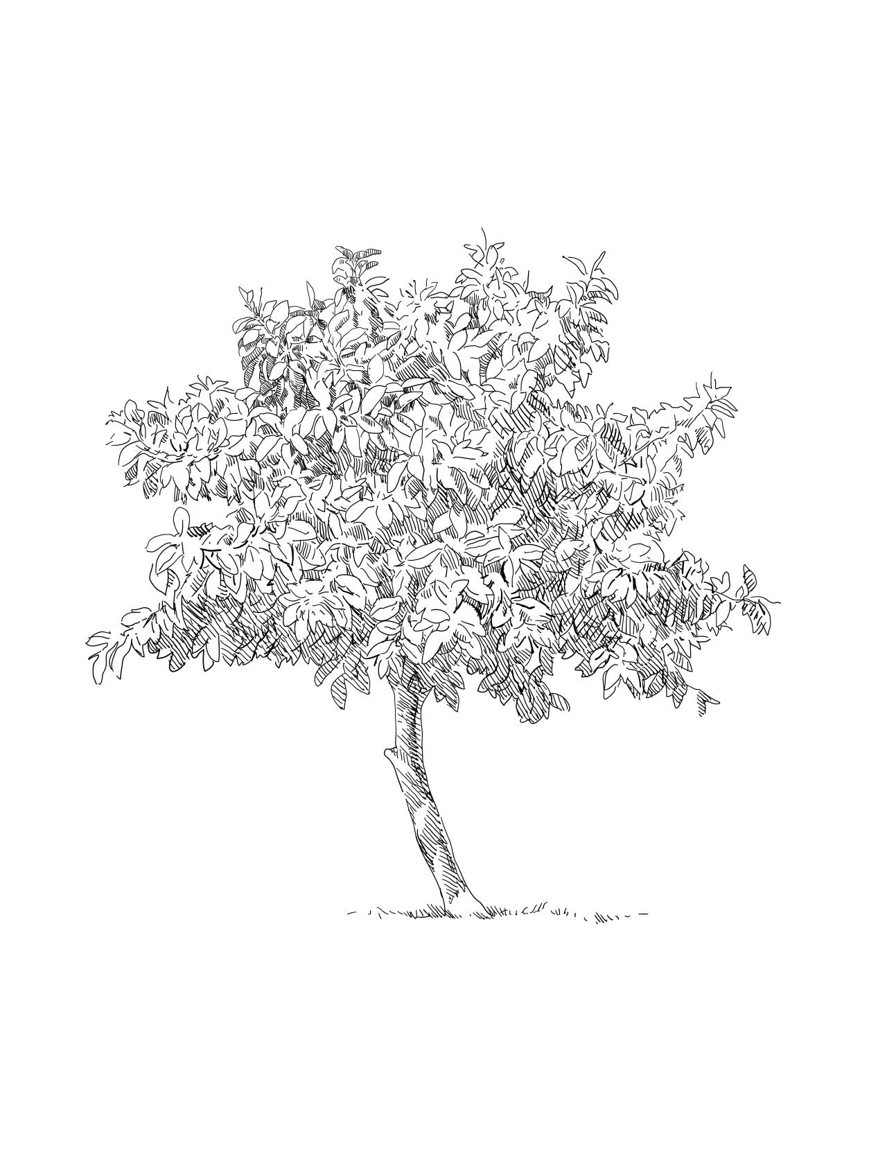 Tree Sketch – Collection Prints