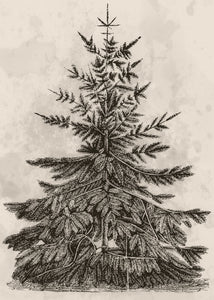 Vintage Pine