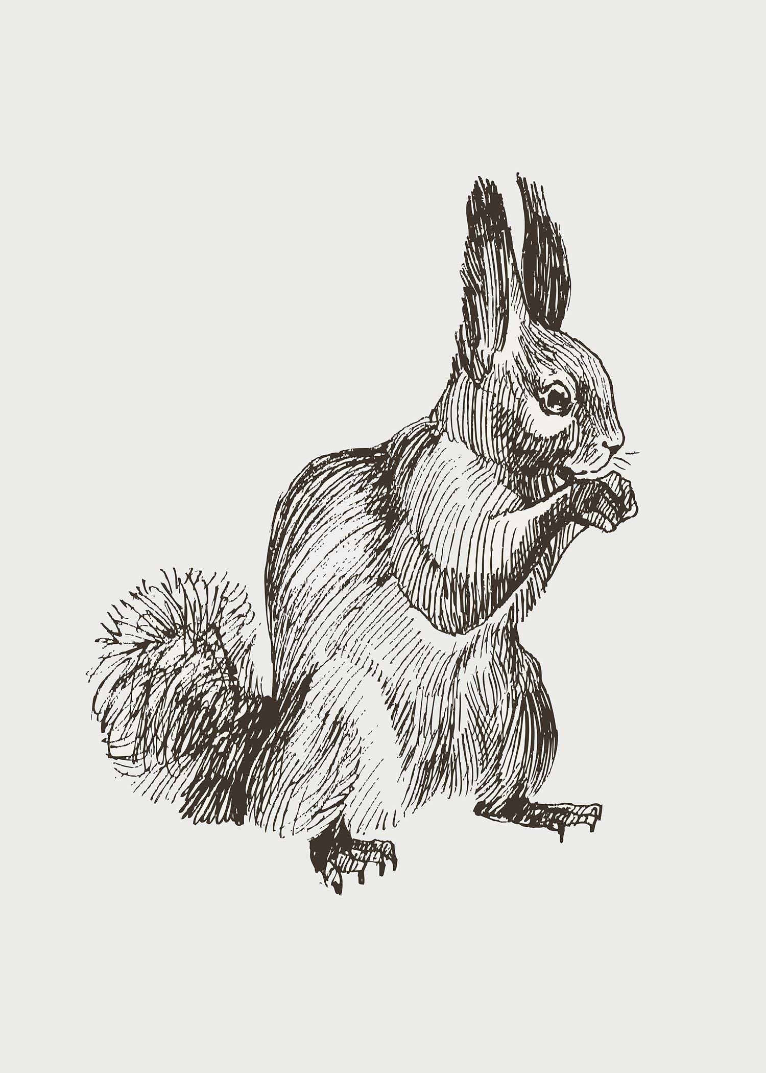 Squirrel Sketch
