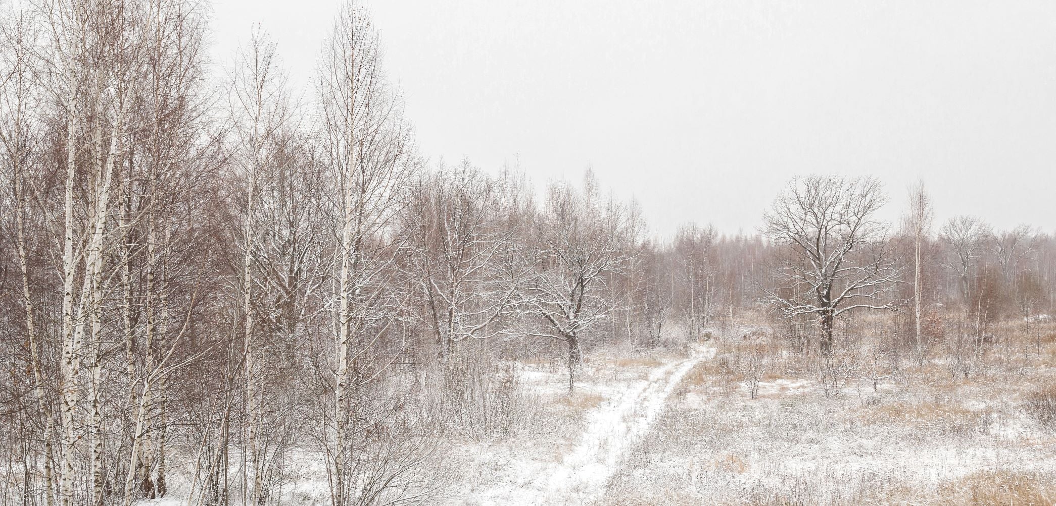 White Birch