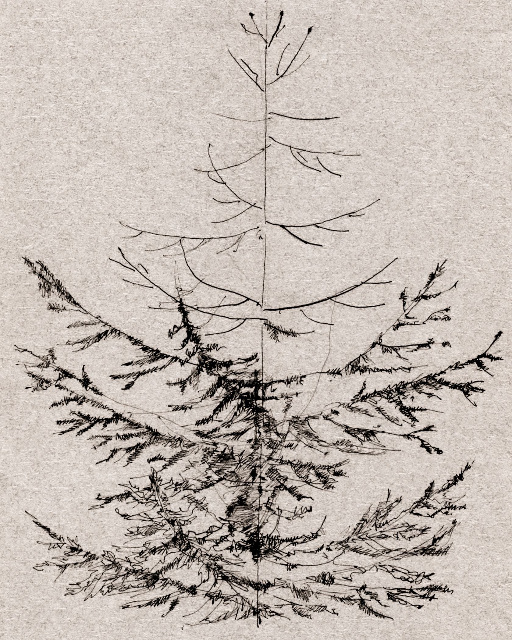 Pine Sketch