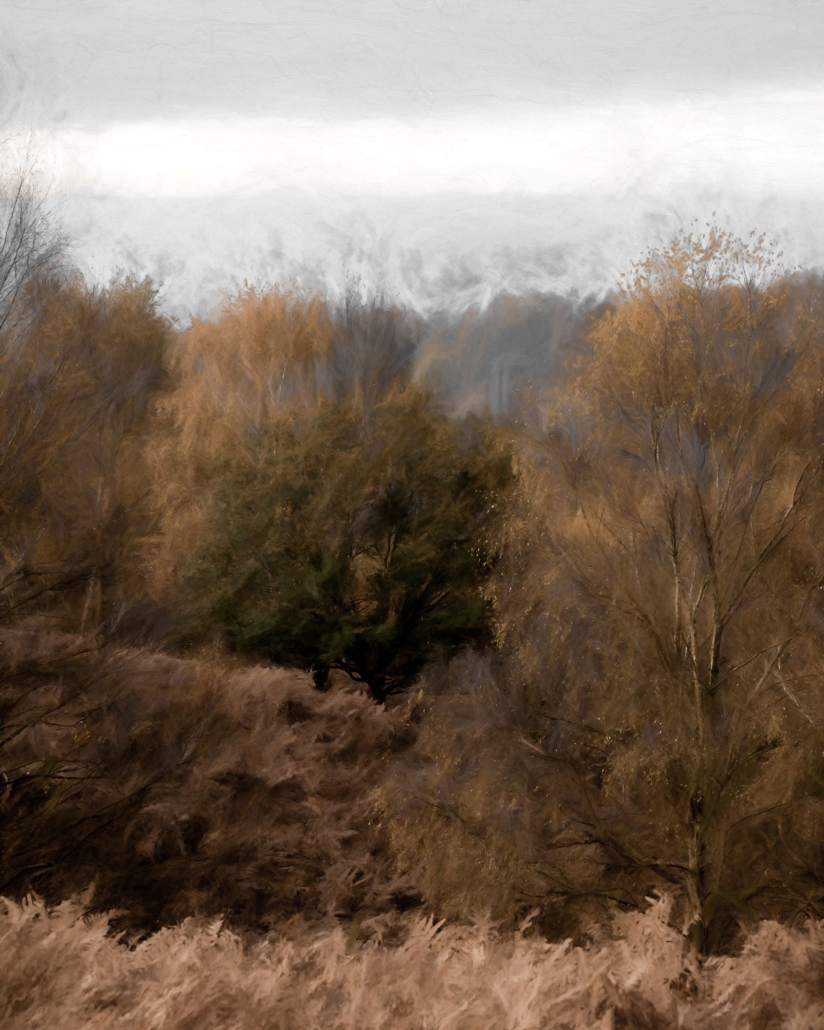 Autumn Foliage – Collection Prints