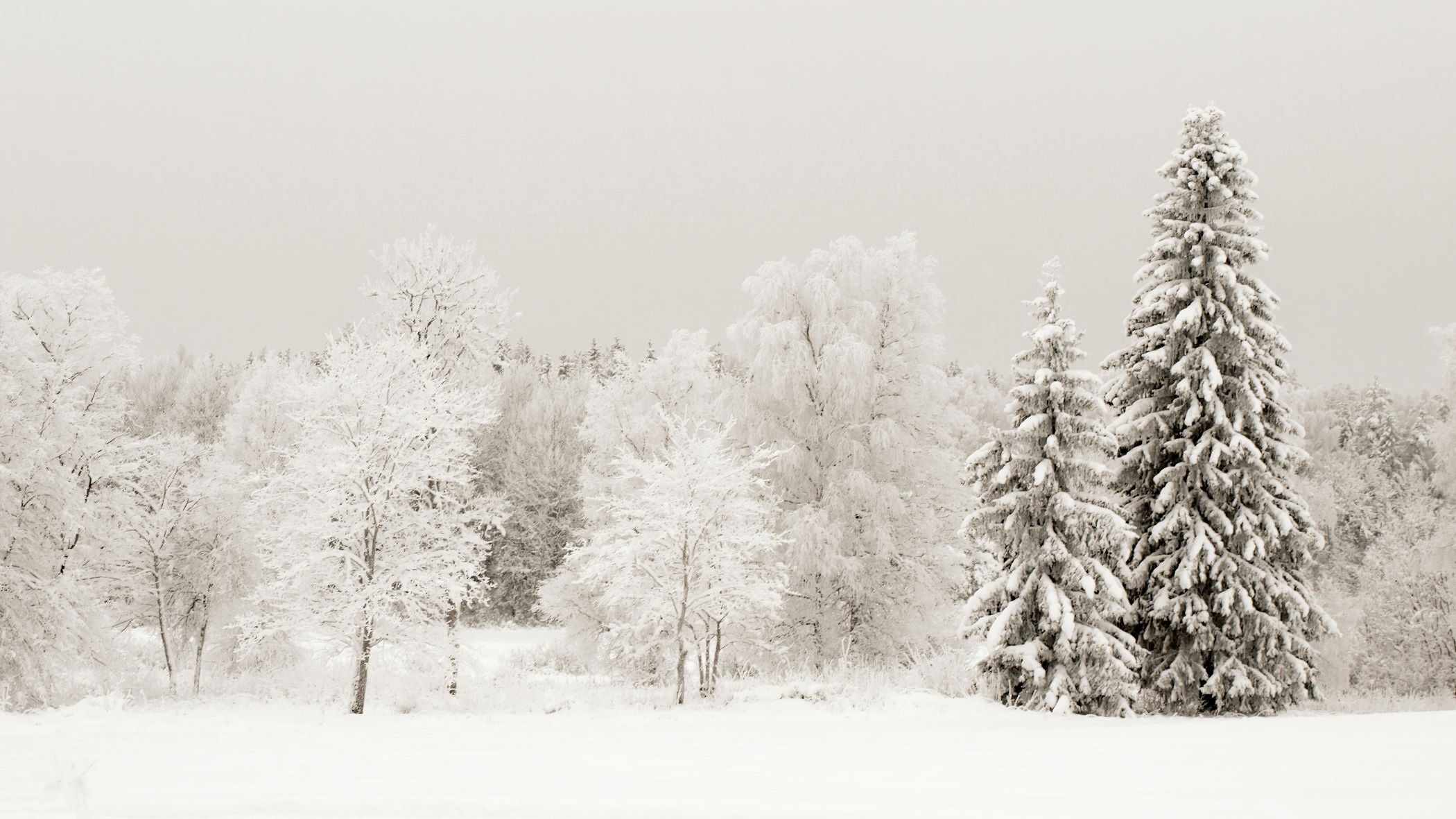 Icy Woods