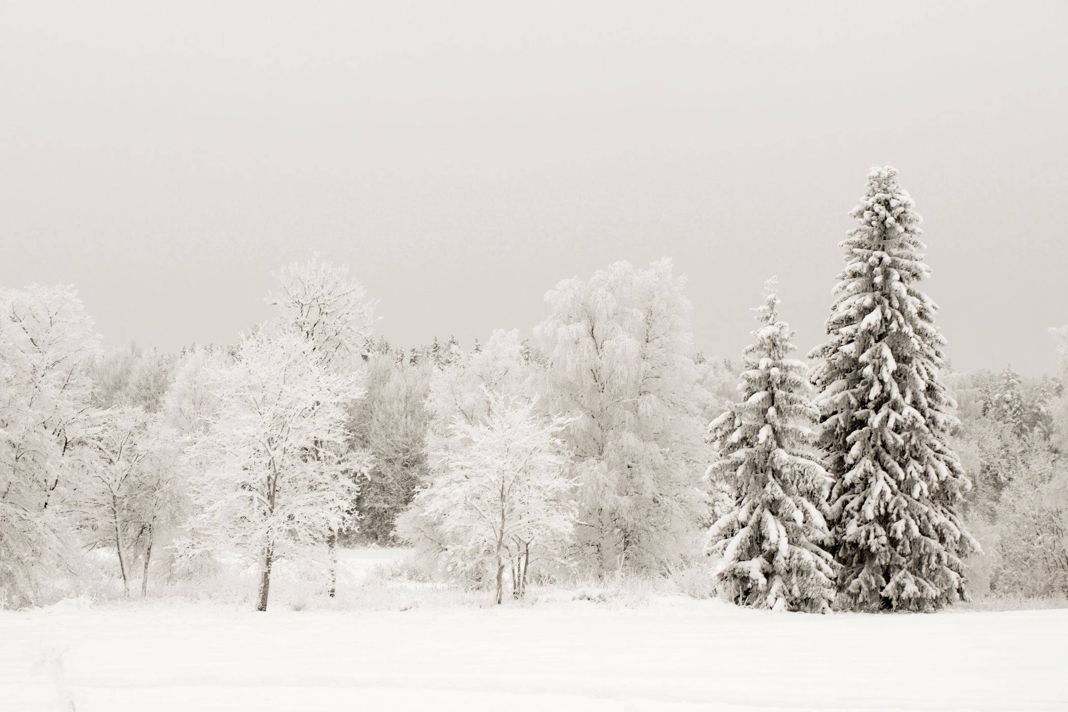 Icy Woods