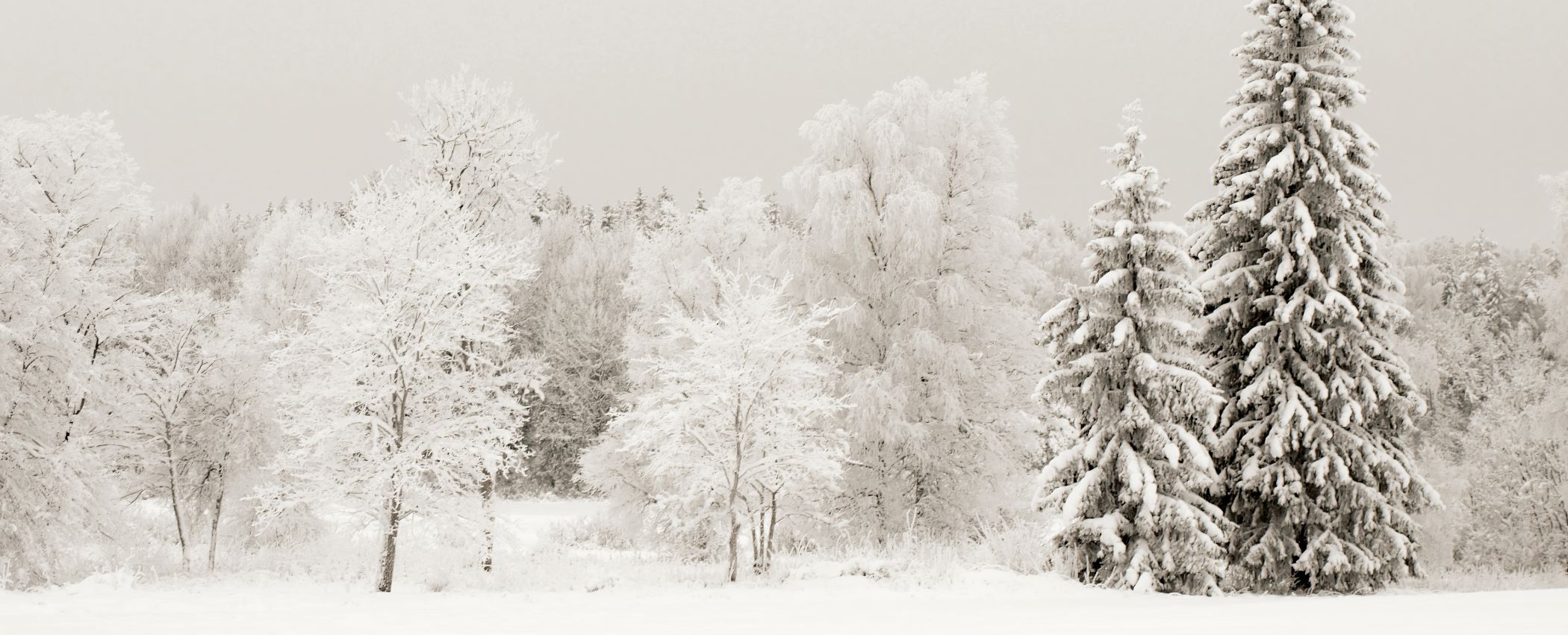 Icy Woods