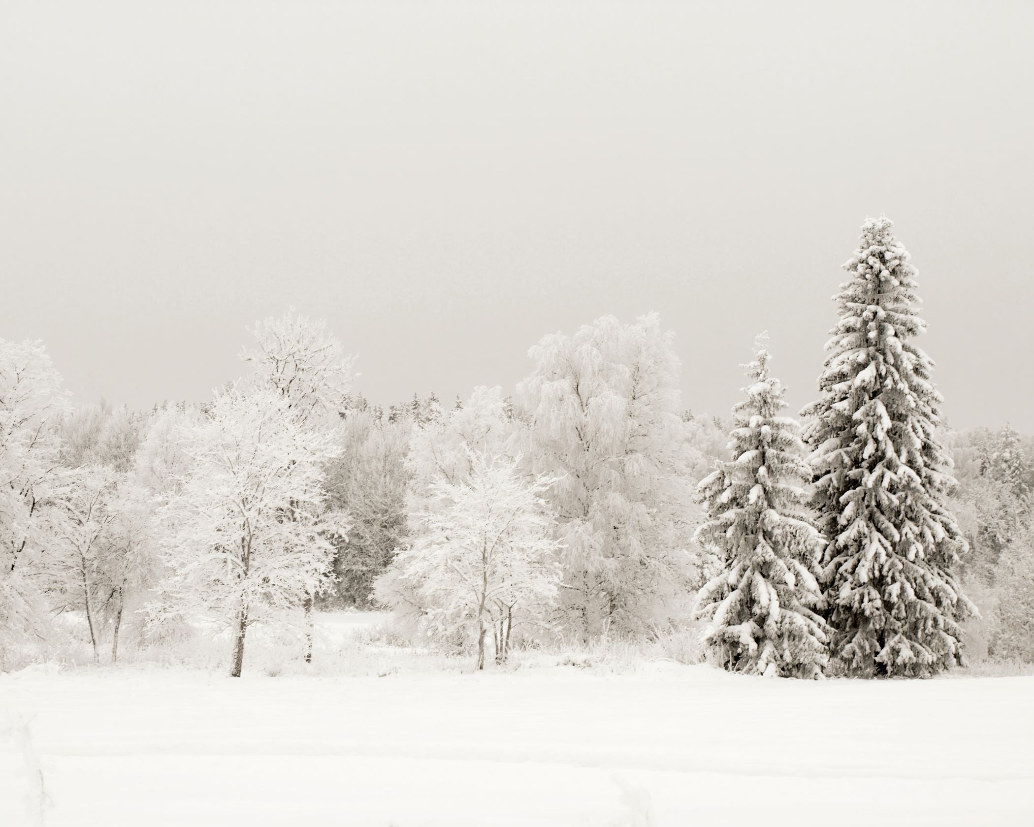 Icy Woods