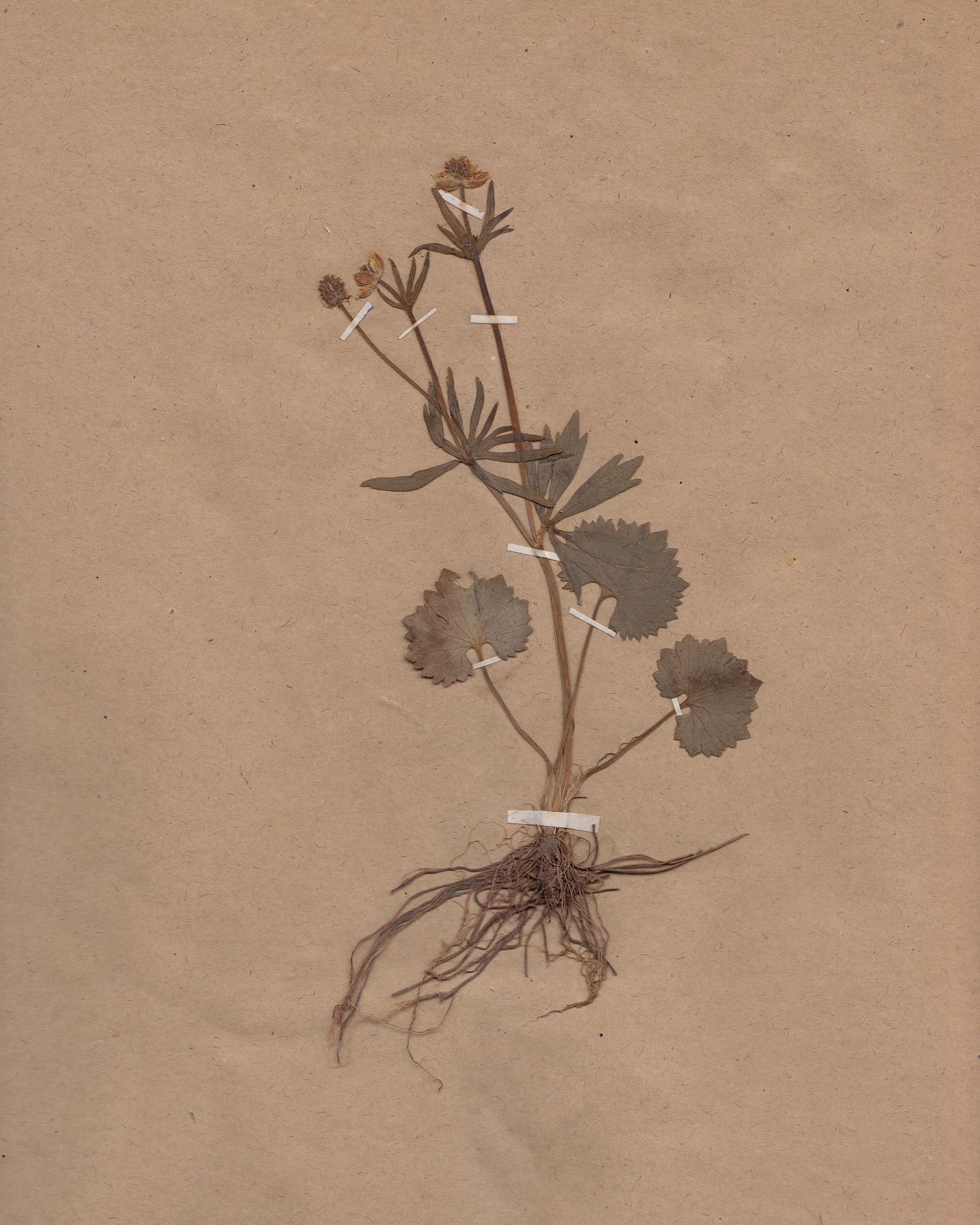 Sepia Botanical